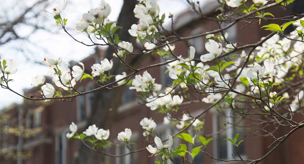 北曼彻斯特校园的一棵树开花